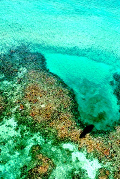 Almaplena Reef